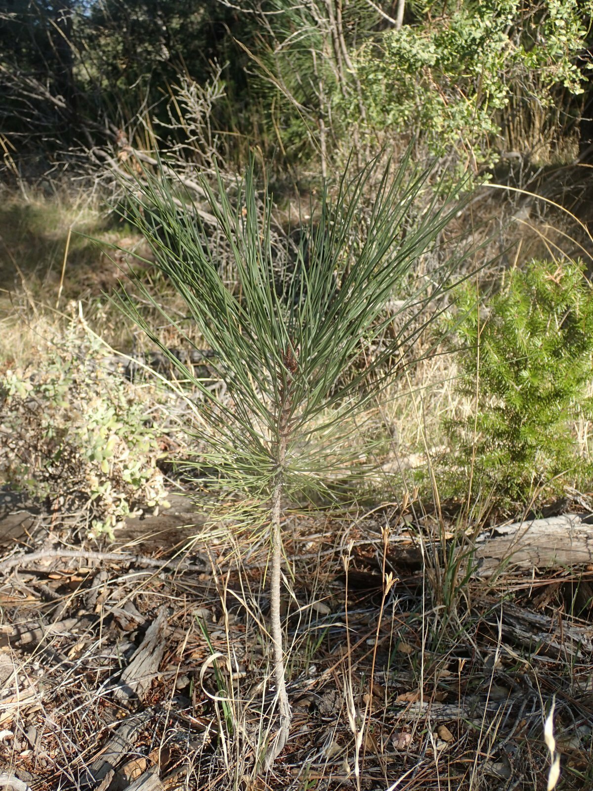 High Resolution Pinus coulteri Shoot